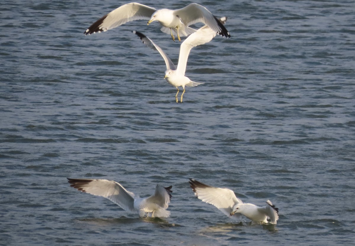 Ring-billed Gull - ML646554669