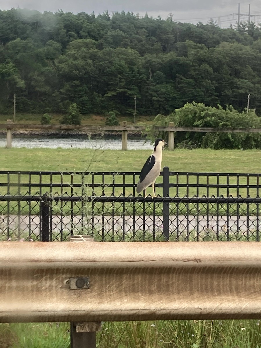 natthegre - ML646554670