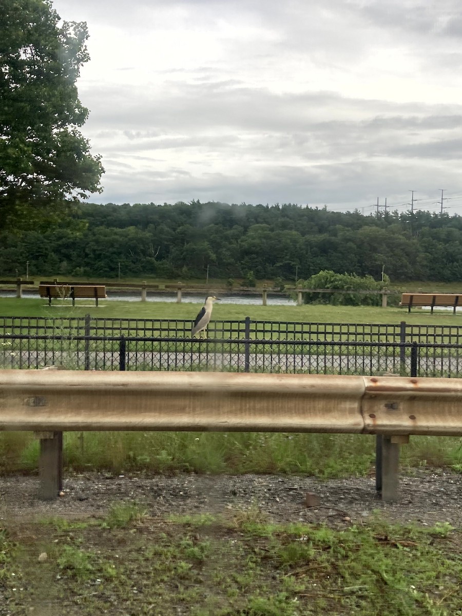 natthegre - ML646554671