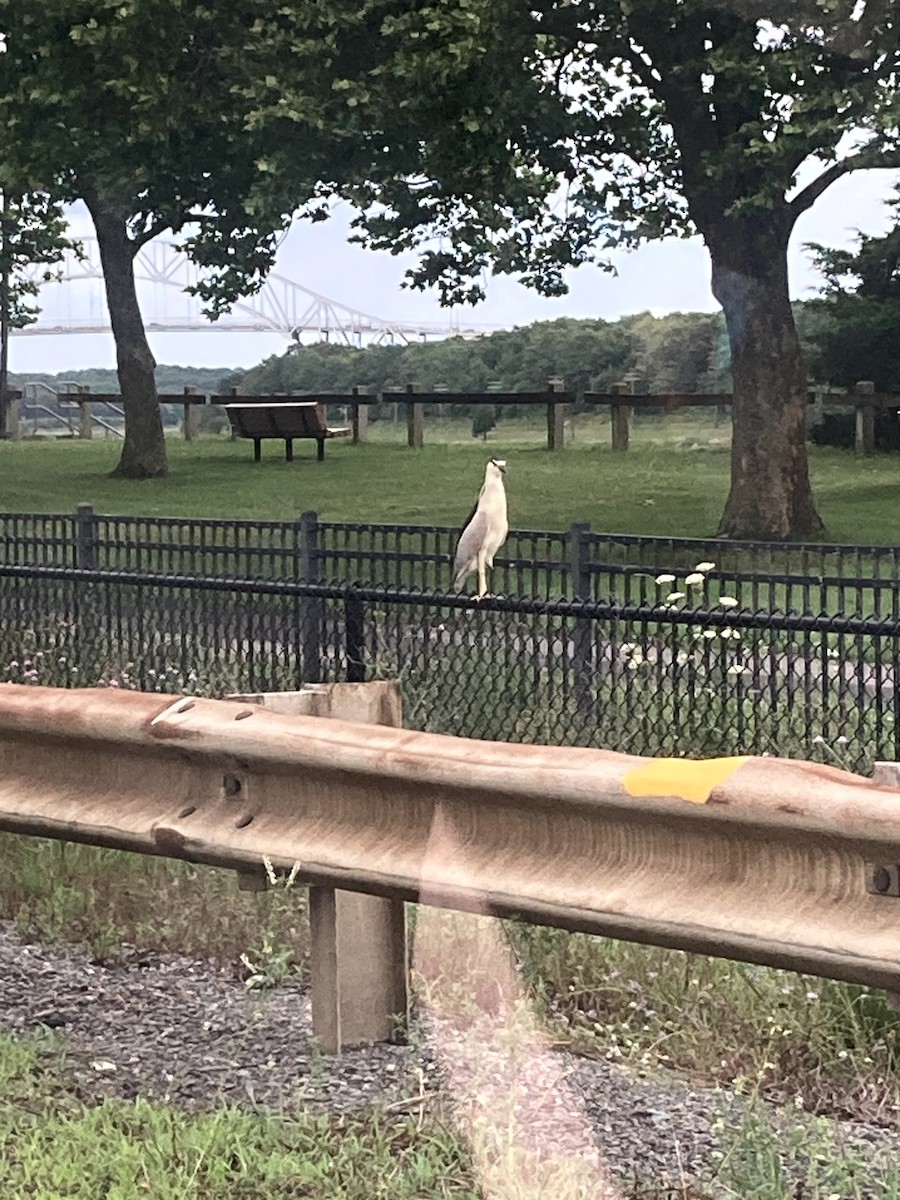 natthegre - ML646554672