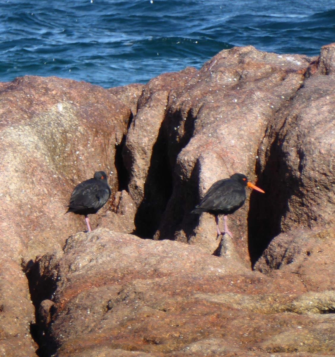 sottjeld - ML646554675