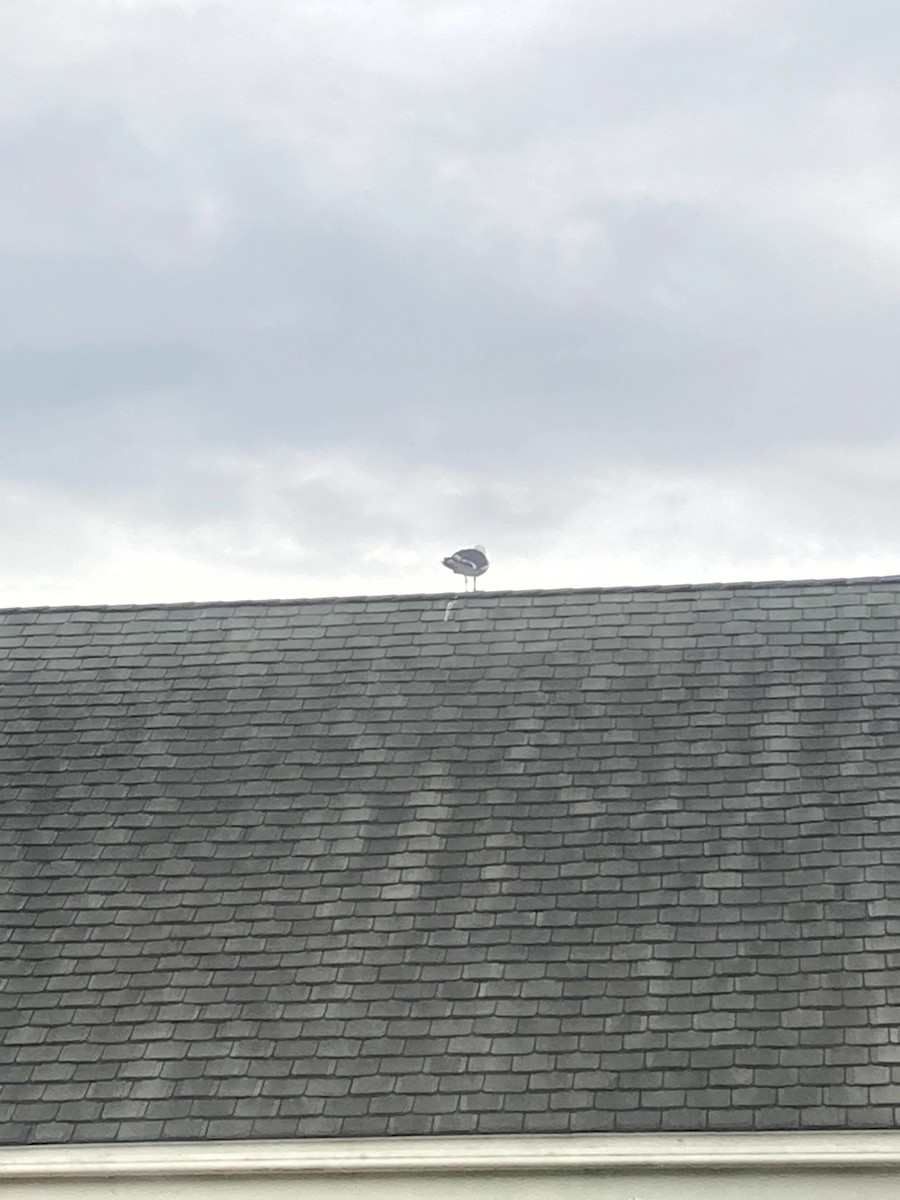 Great Black-backed Gull - ML646554677