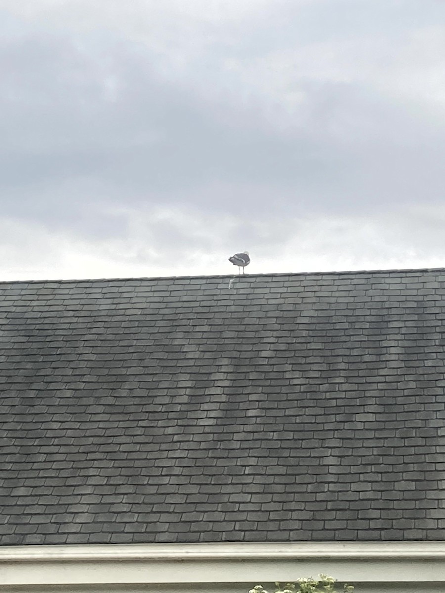 Great Black-backed Gull - ML646554678