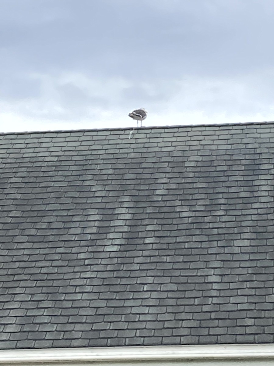 Great Black-backed Gull - ML646554679