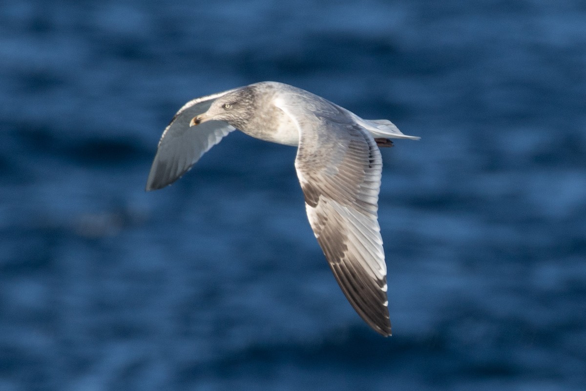 American Herring Gull - ML646554681