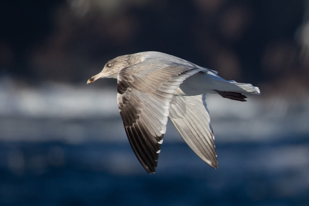 American Herring Gull - ML646554682