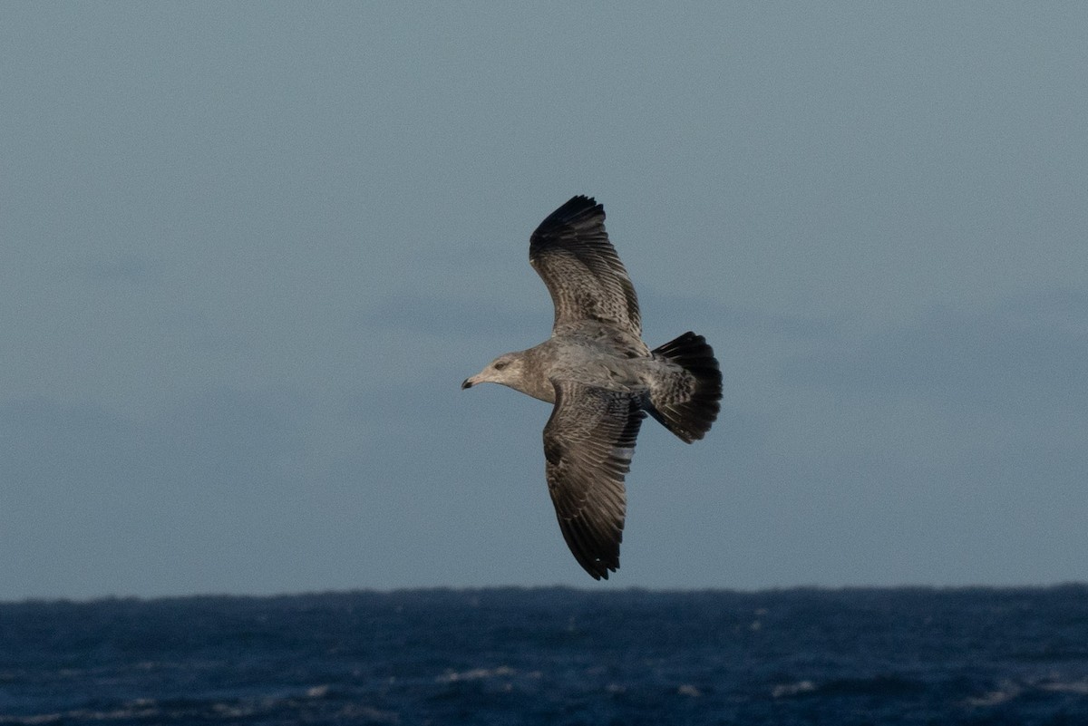 American Herring Gull - ML646554683