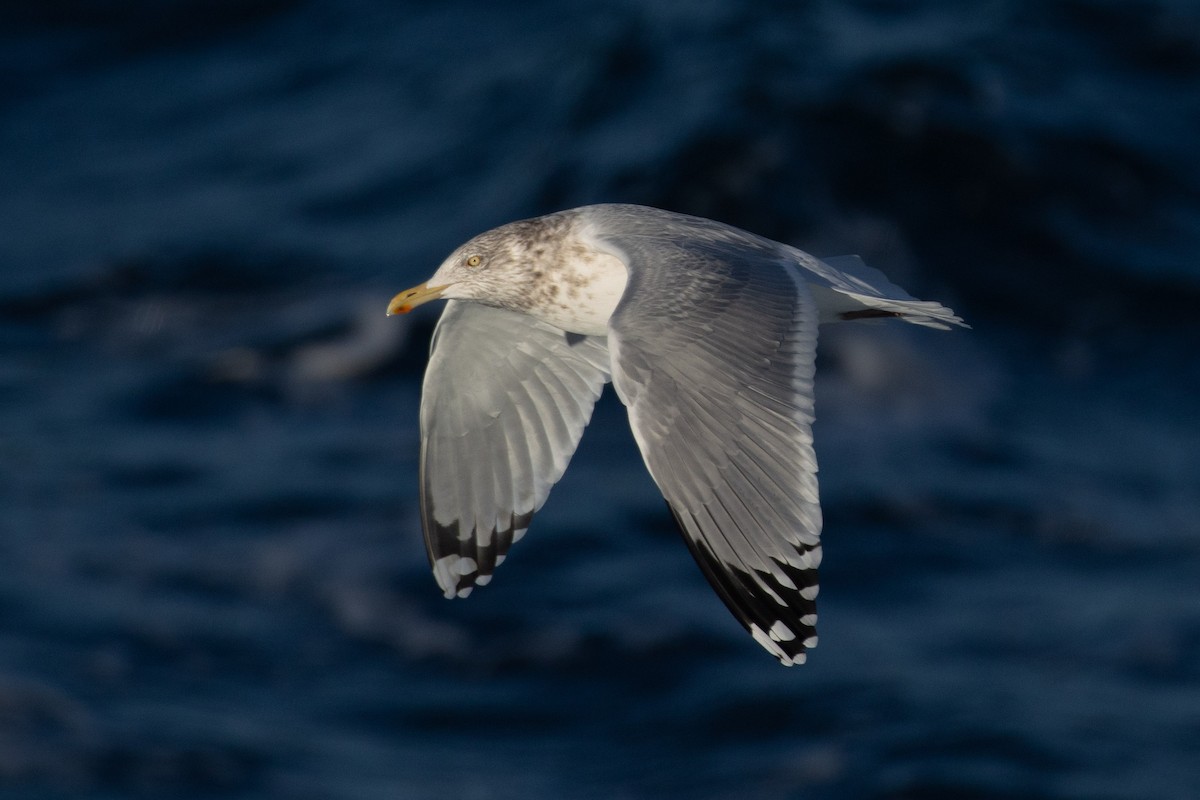 American Herring Gull - ML646554684