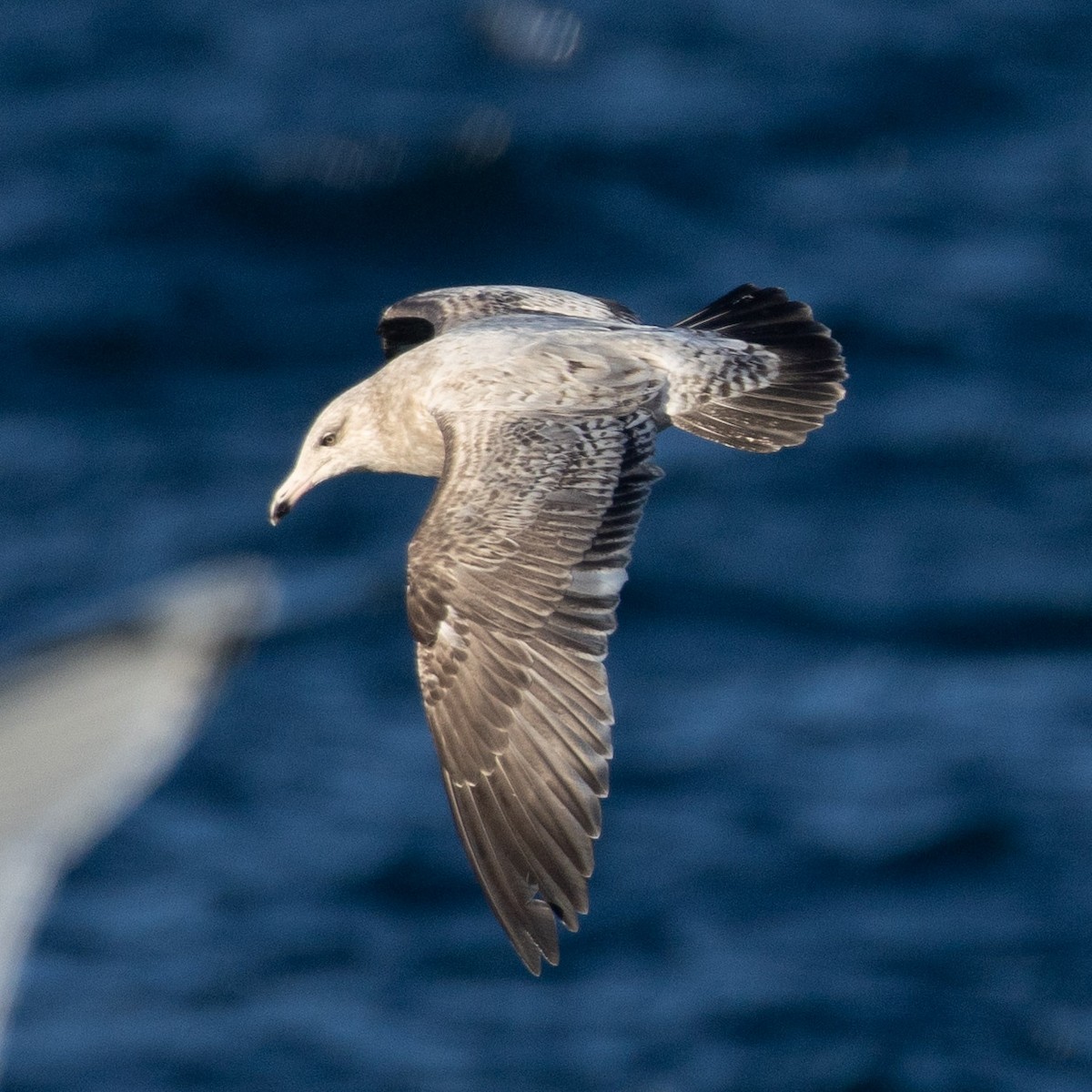 American Herring Gull - ML646554685
