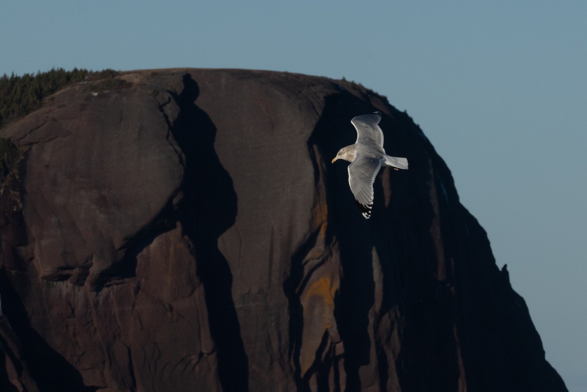 American Herring Gull - ML646554686