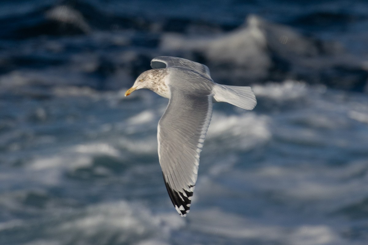 American Herring Gull - ML646554687