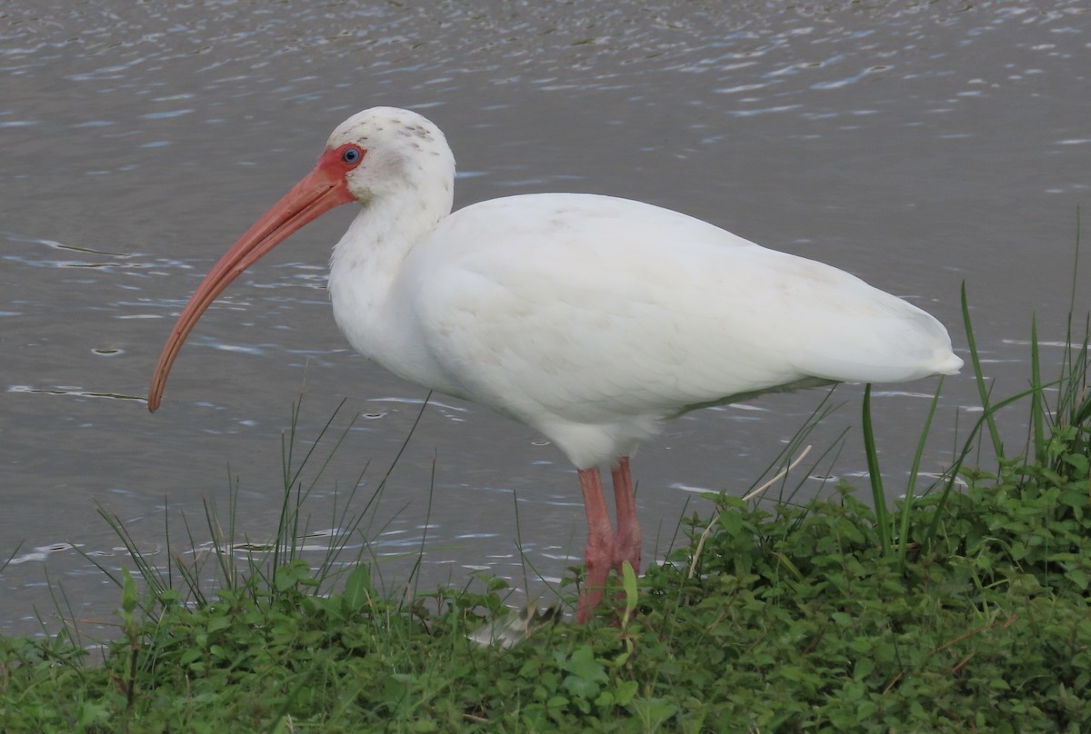 Corocoro Blanco - ML646554688