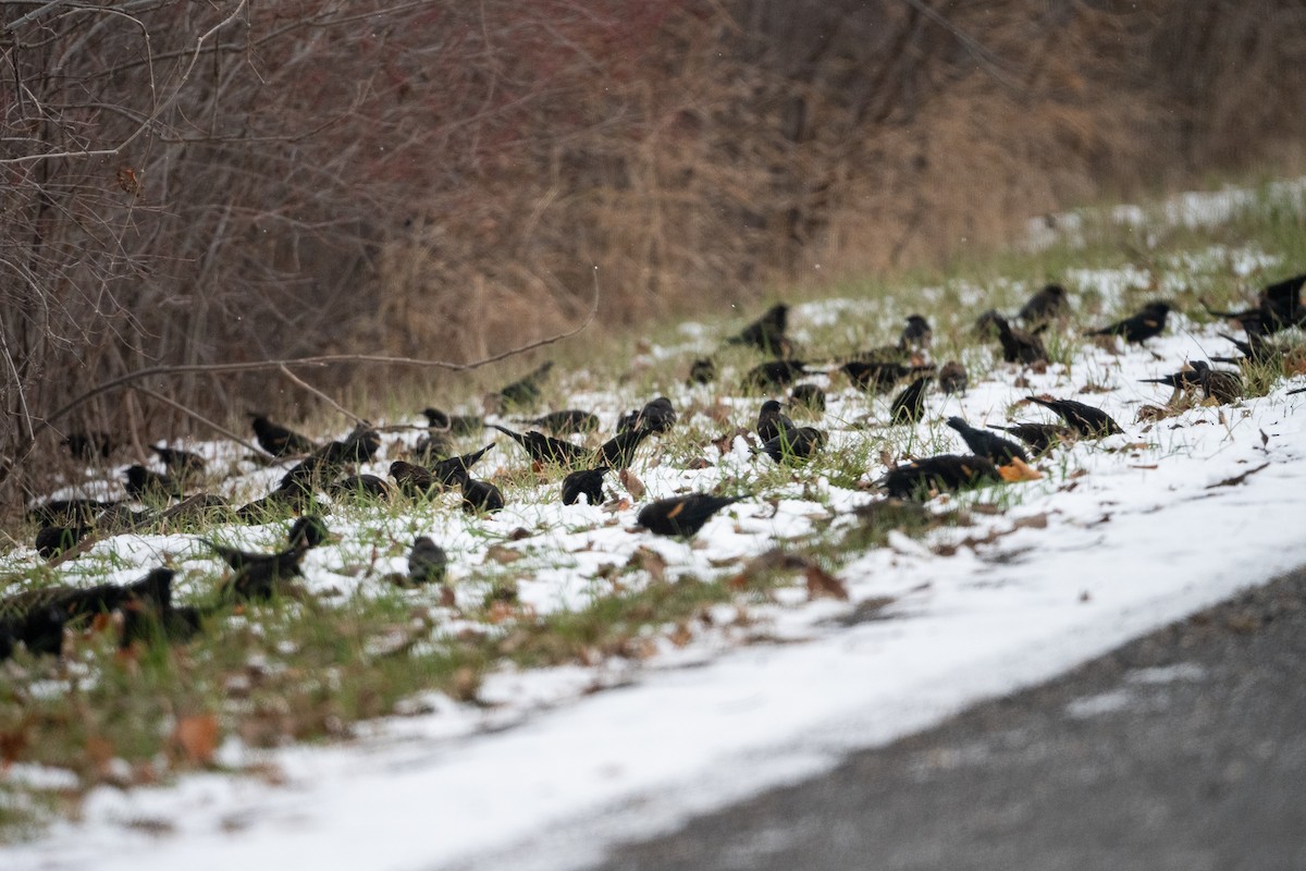 Red-winged Blackbird - ML646554690