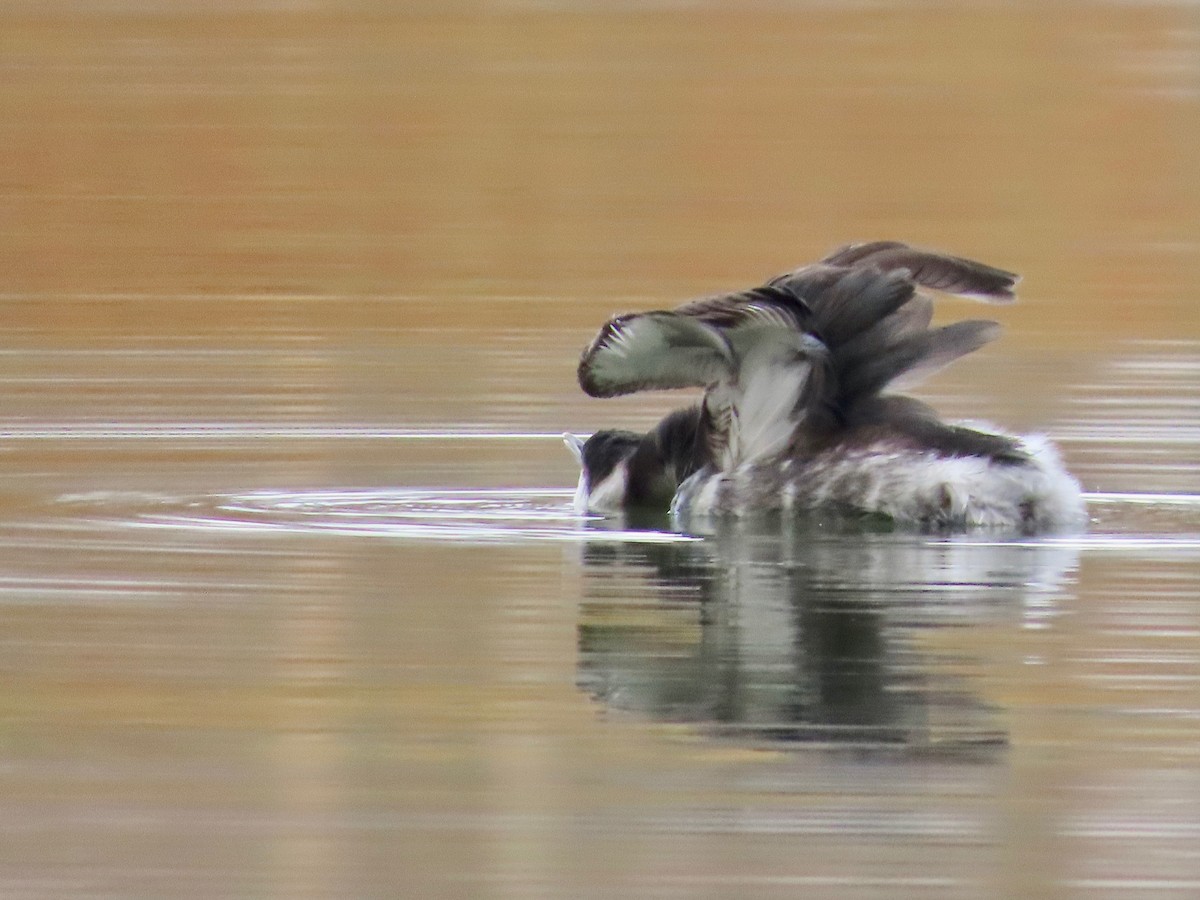 טבלן לבן-לחיים - ML646554691