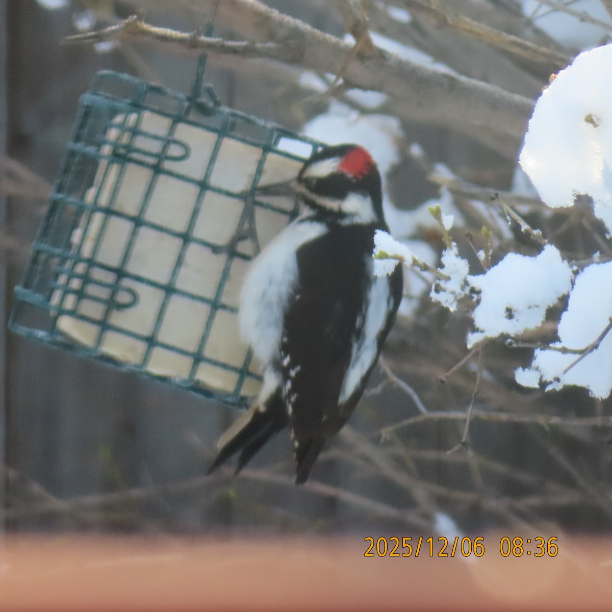 Hairy Woodpecker - ML646554692