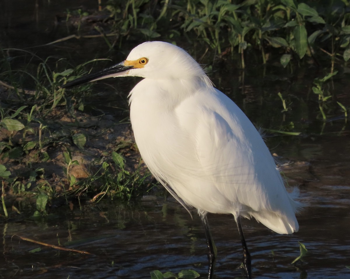 Snowy Egret - ML646554693