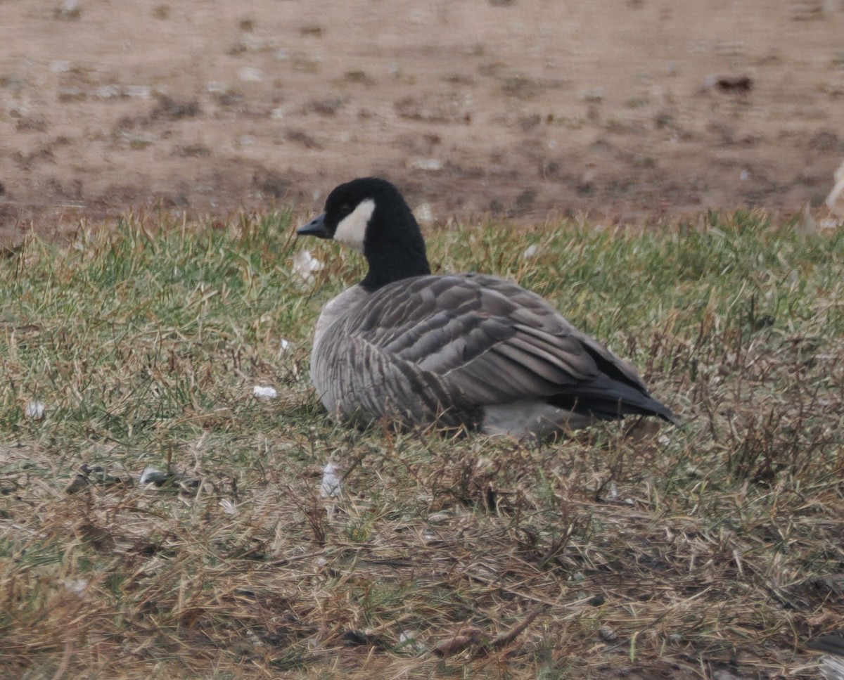 berneška malá - ML646554694