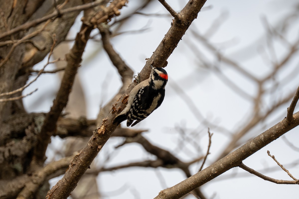 Downy Woodpecker - ML646554695