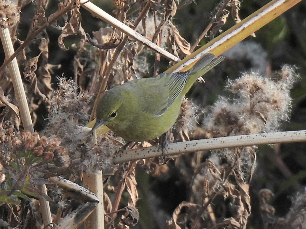 Рыжешапочная древесница - ML646554697