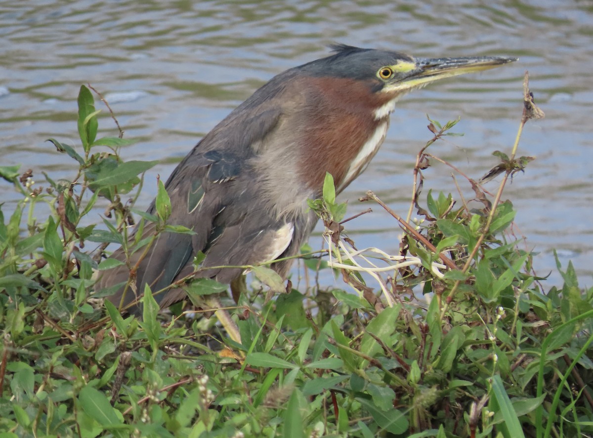 Green Heron - ML646554698