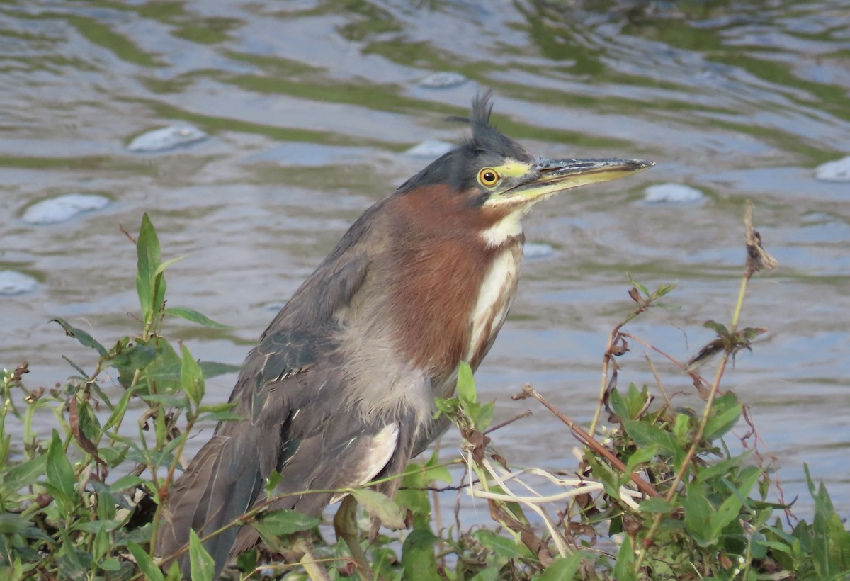Green Heron - ML646554699