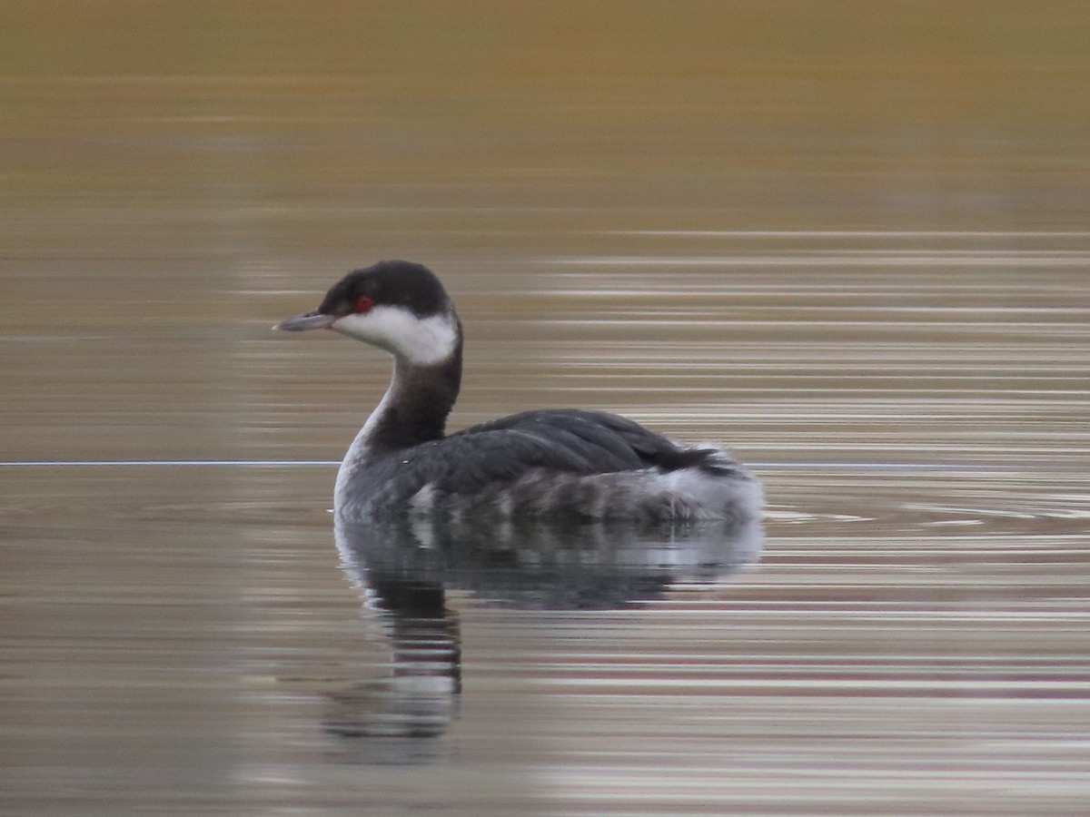 טבלן לבן-לחיים - ML646554700