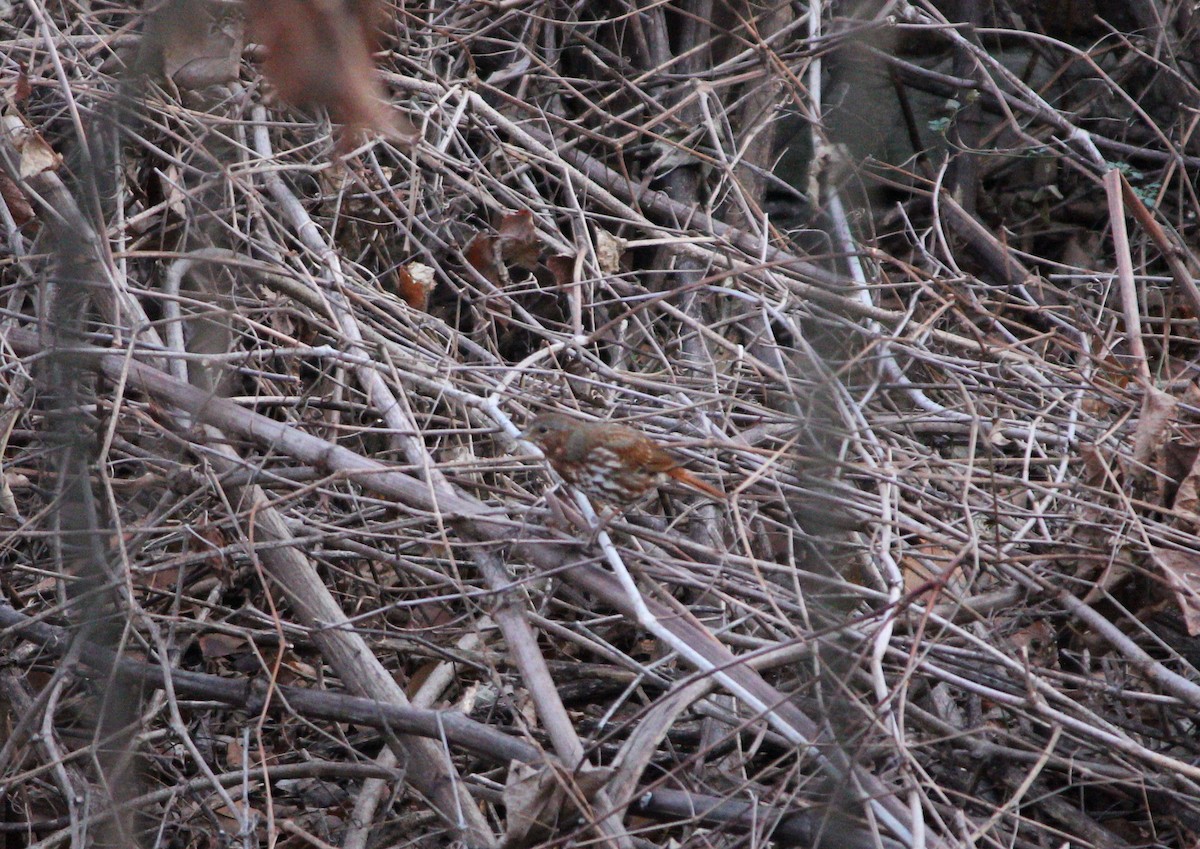 Fox Sparrow - ML646554702