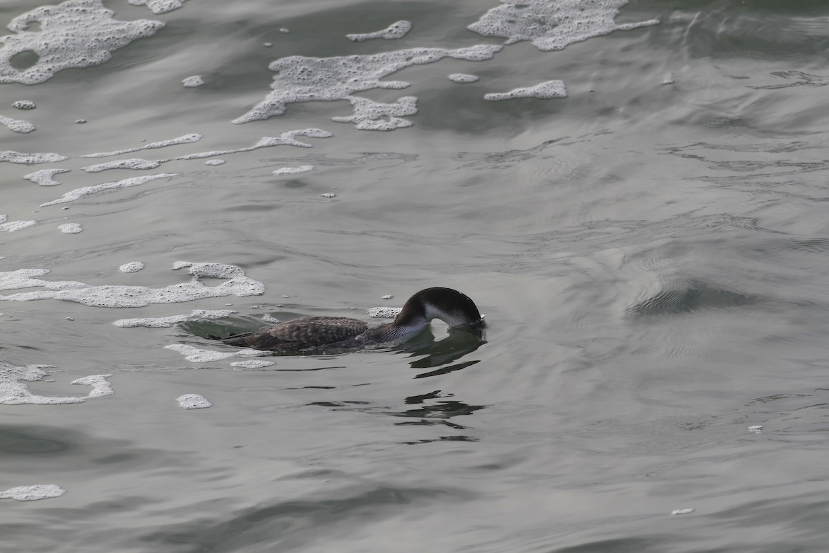 Common Loon - ML646554705