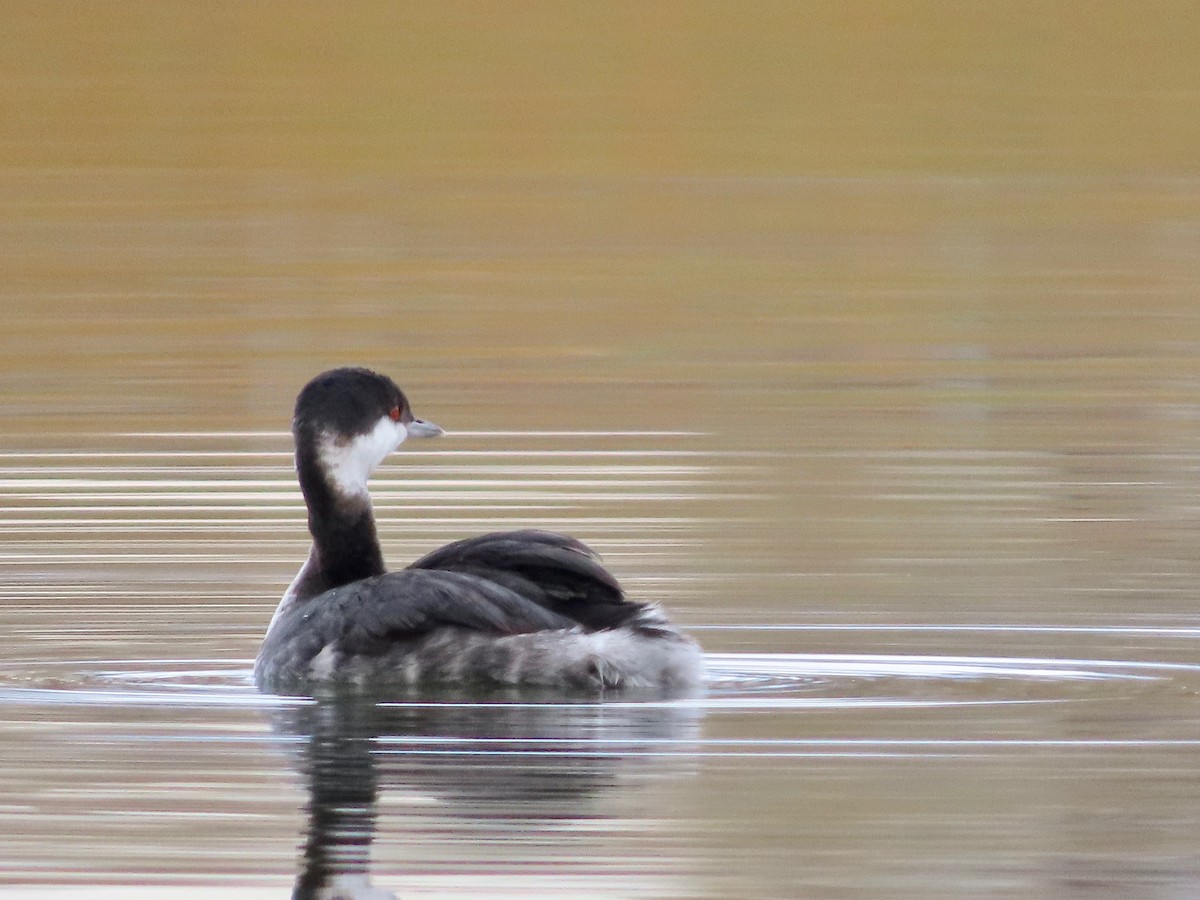 טבלן לבן-לחיים - ML646554706