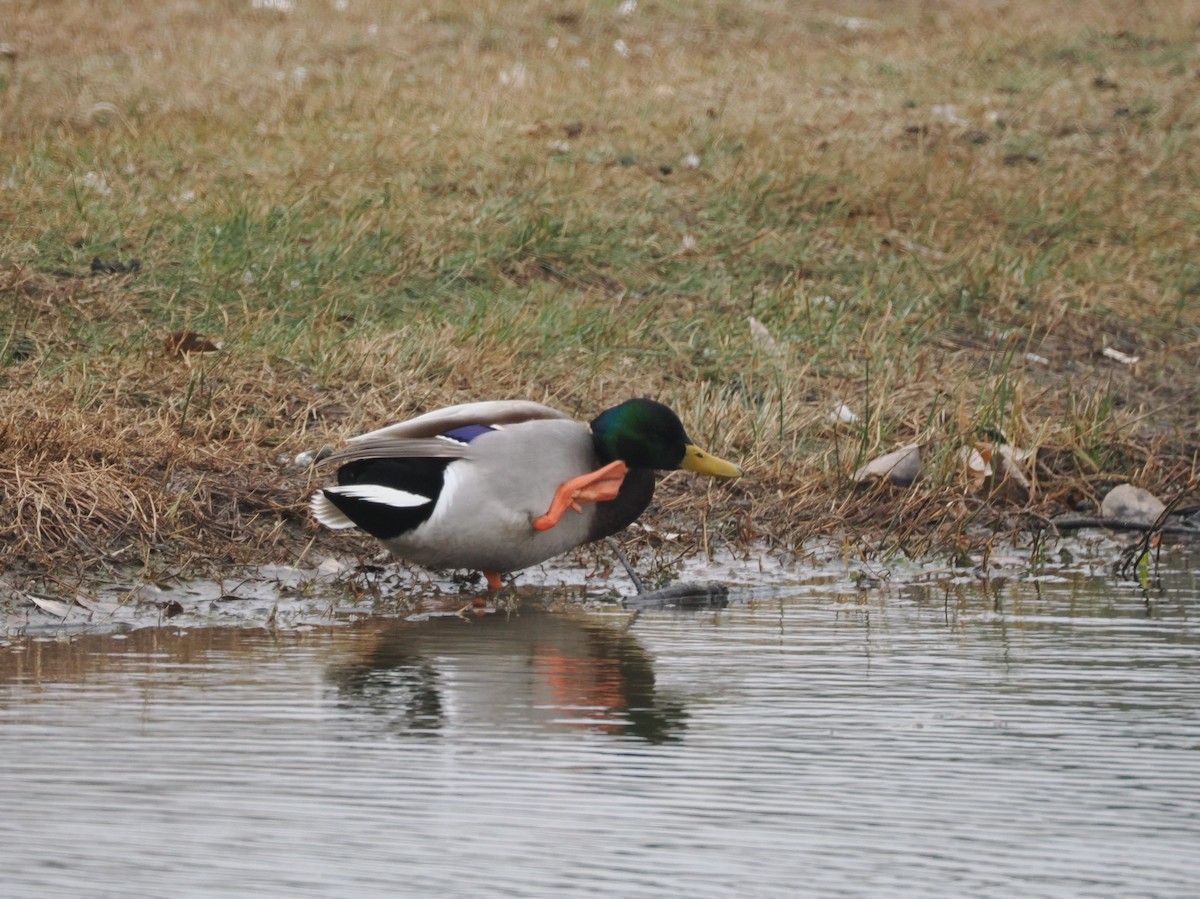 Mallard - ML646554708