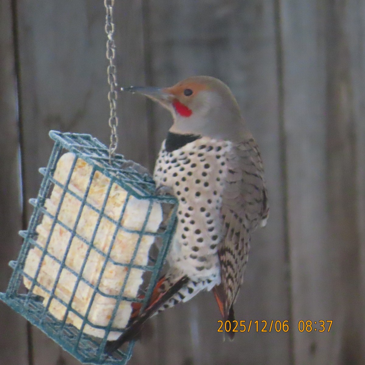 Northern Flicker (Red-shafted) - ML646554711