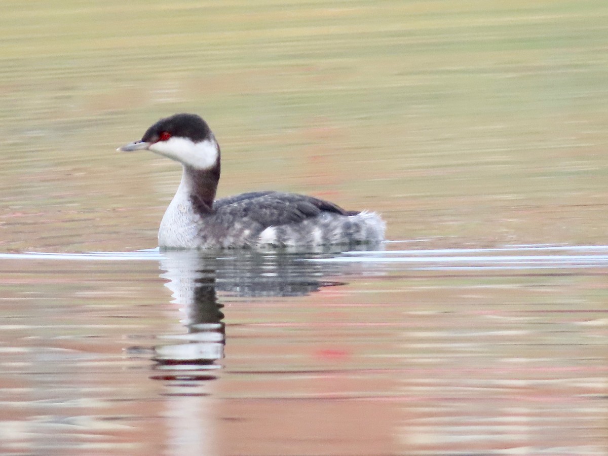 טבלן לבן-לחיים - ML646554712