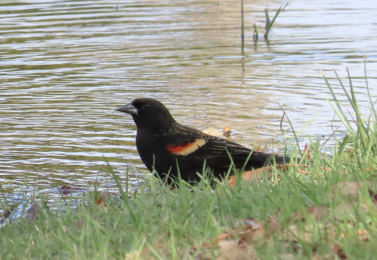 Red-winged Blackbird - ML646554713