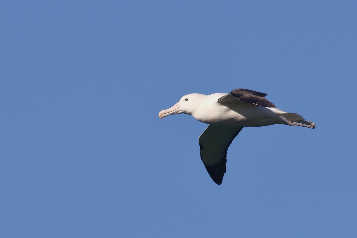 Iparraldeko albatros handia - ML646554715