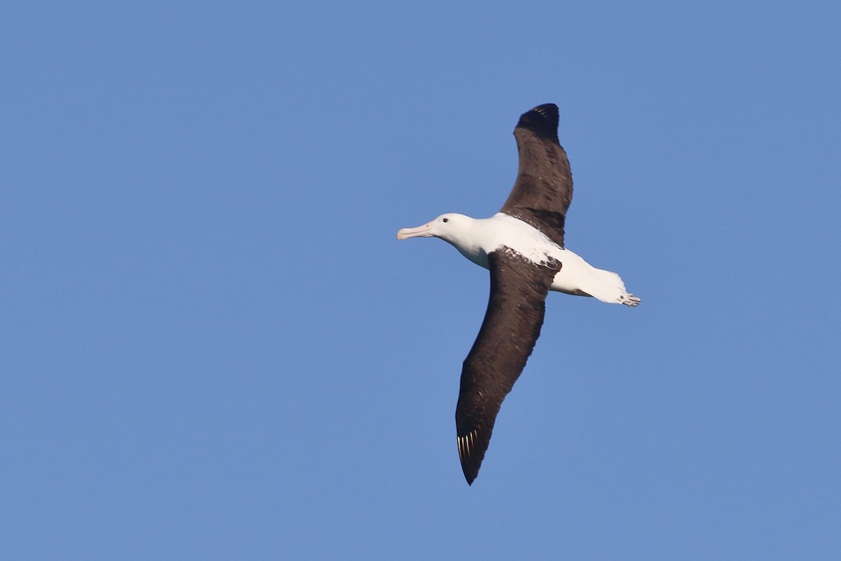 Iparraldeko albatros handia - ML646554716