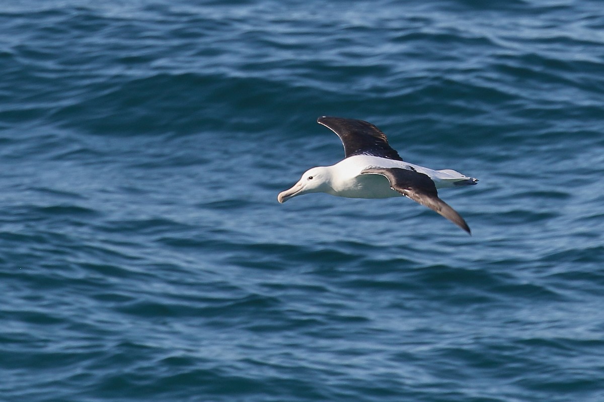 Iparraldeko albatros handia - ML646554717