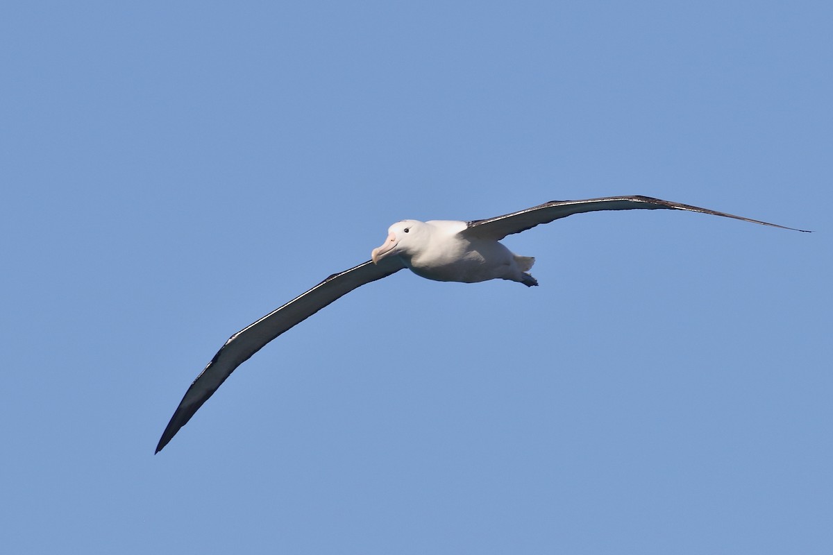 Iparraldeko albatros handia - ML646554718