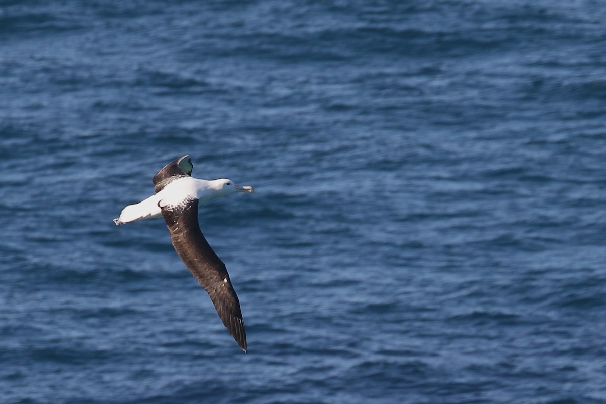 Iparraldeko albatros handia - ML646554719