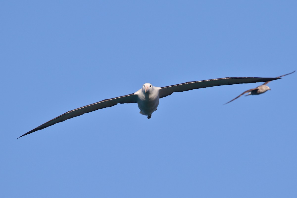 Iparraldeko albatros handia - ML646554720