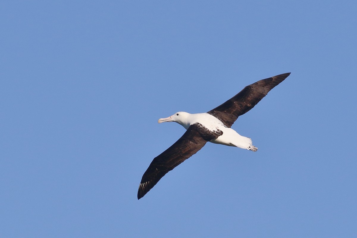 Iparraldeko albatros handia - ML646554721