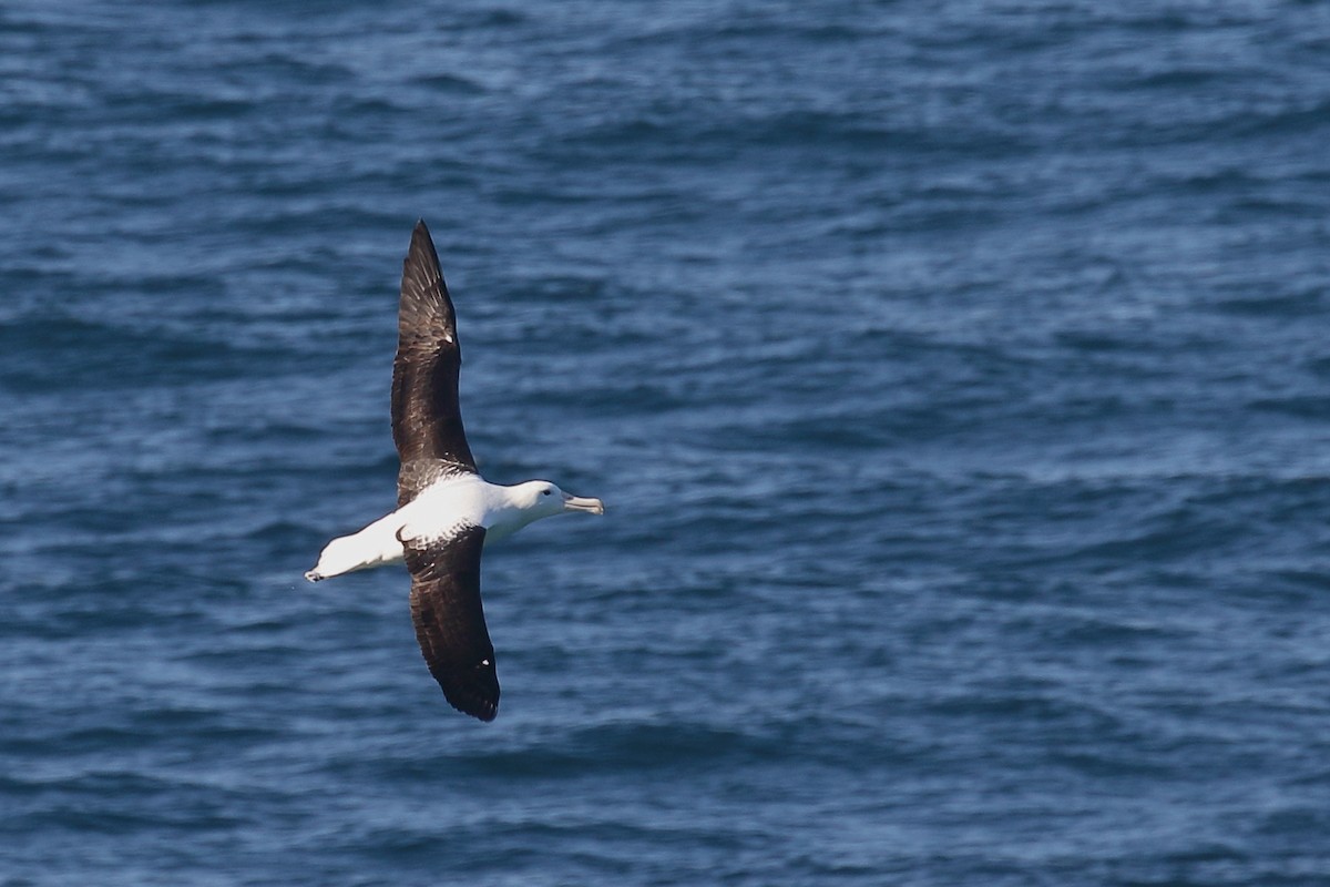 Iparraldeko albatros handia - ML646554722