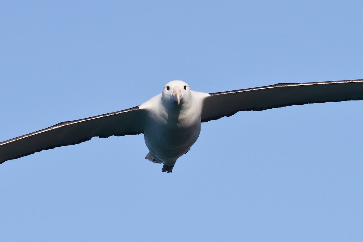 Iparraldeko albatros handia - ML646554723