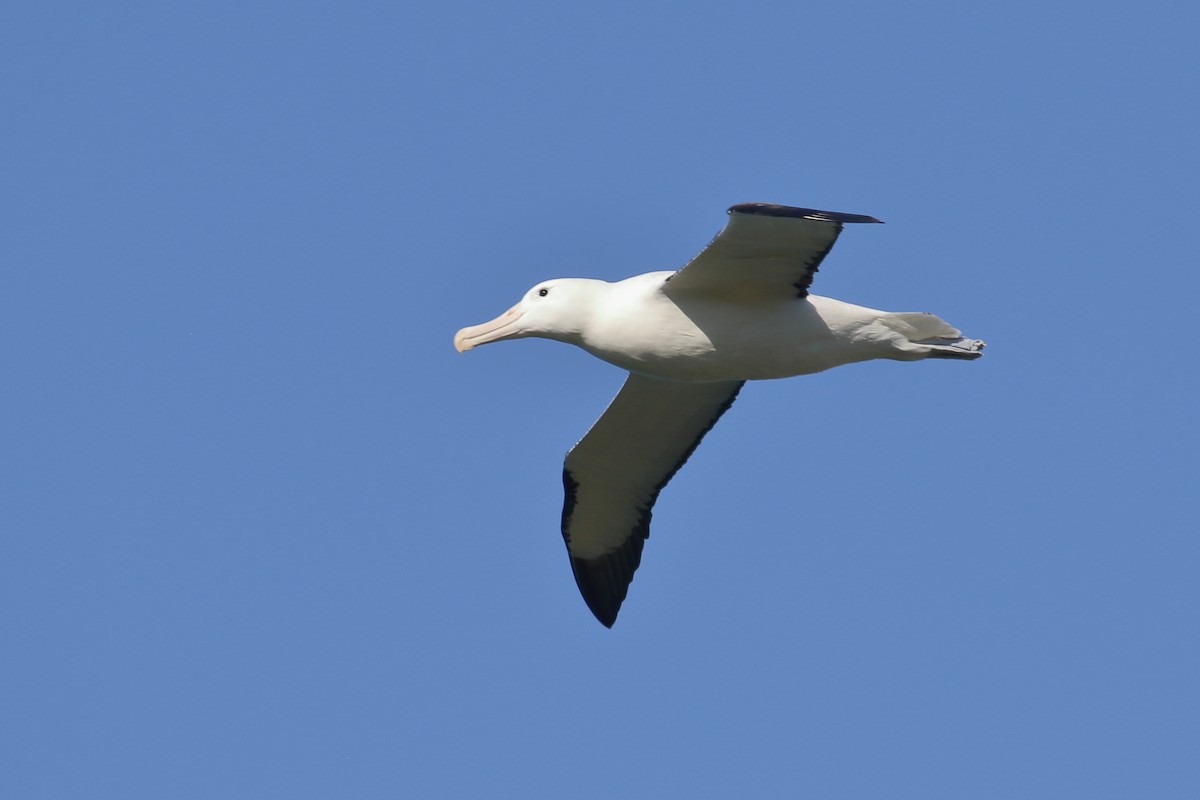 Iparraldeko albatros handia - ML646554724