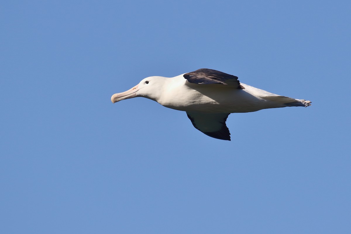 Iparraldeko albatros handia - ML646554725