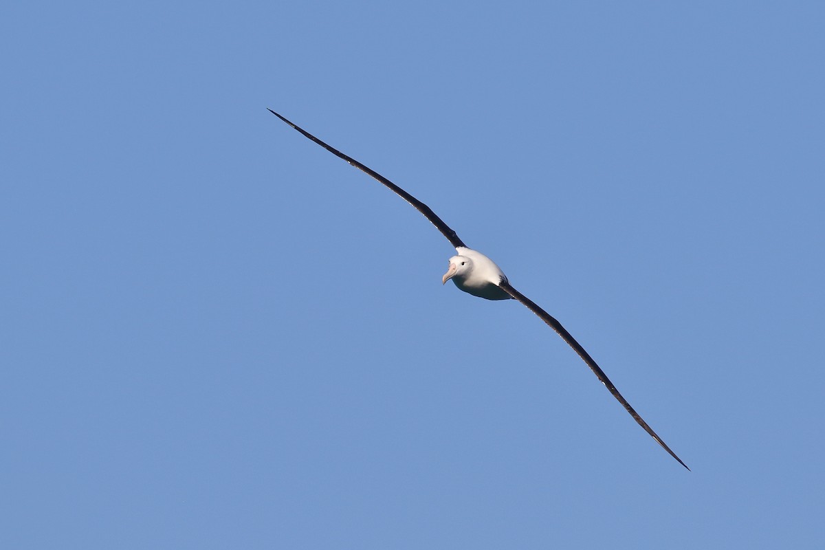 Albatros bekainduna - ML646554726