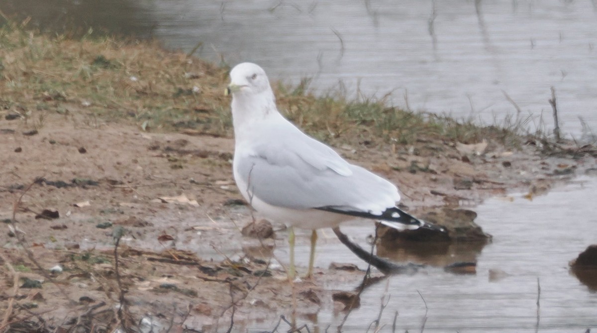 Ring-billed Gull - ML646554727