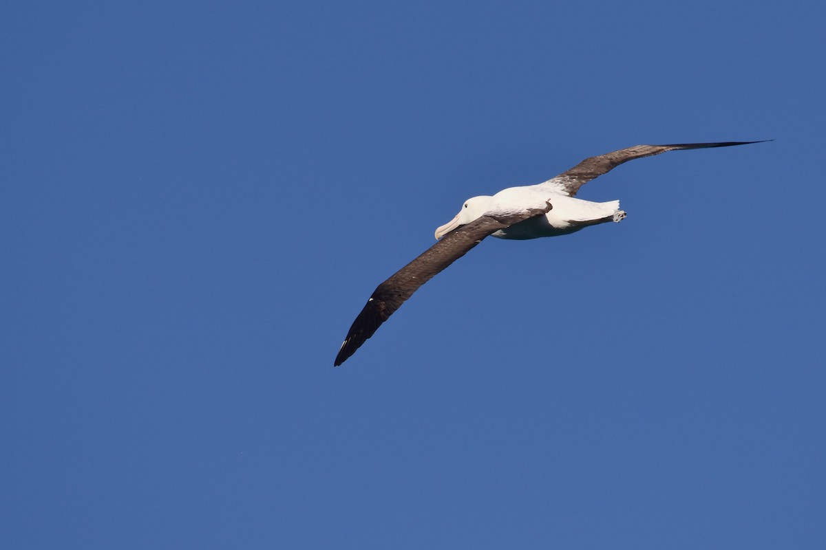 Iparraldeko albatros handia - ML646554728