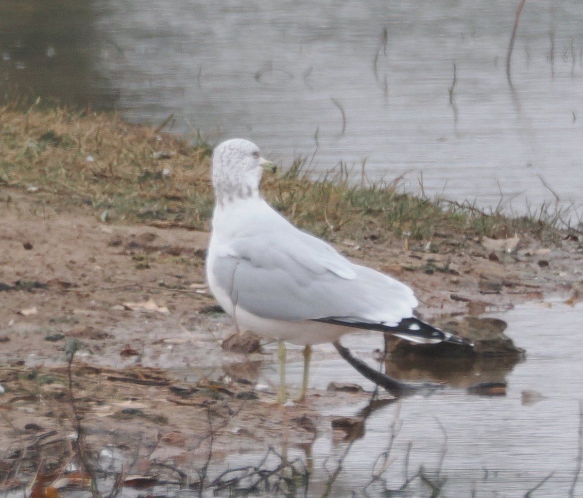Ring-billed Gull - ML646554729