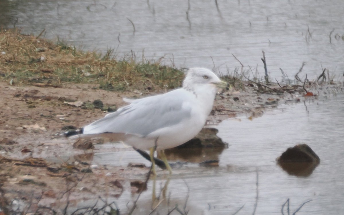 Ring-billed Gull - ML646554731