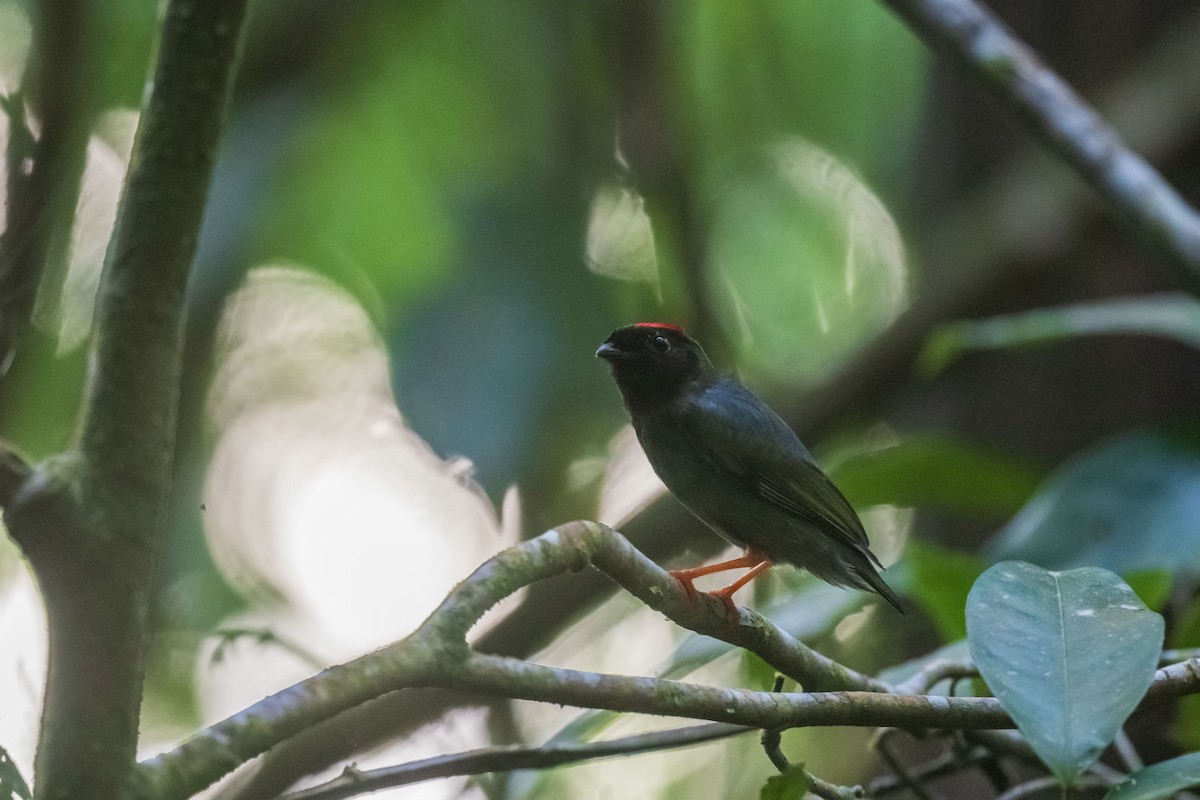 Манакін-червононіг гвіанський - ML646554733
